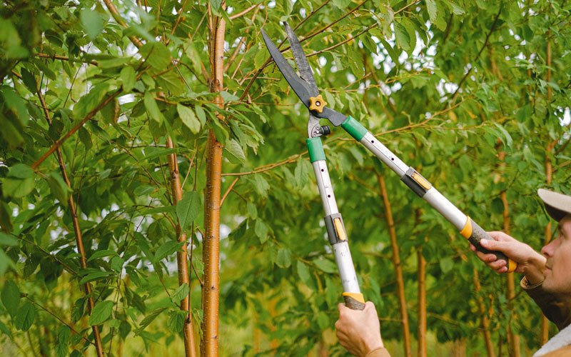 Tree trimming in Dale, WI